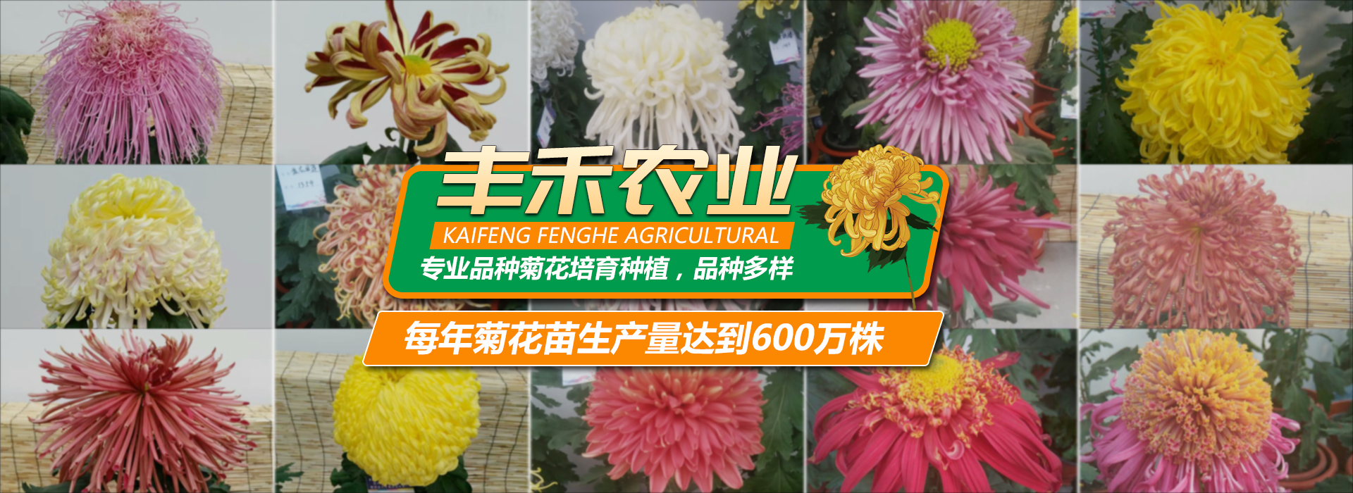 菊花基地
