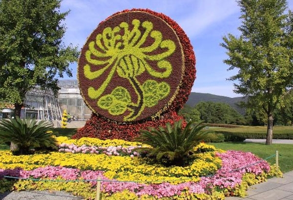 造型菊花