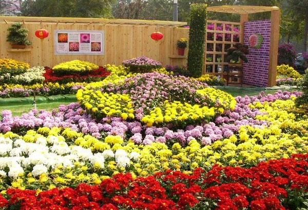 菊花造型