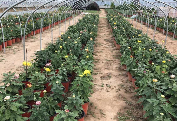 菊花苗基地