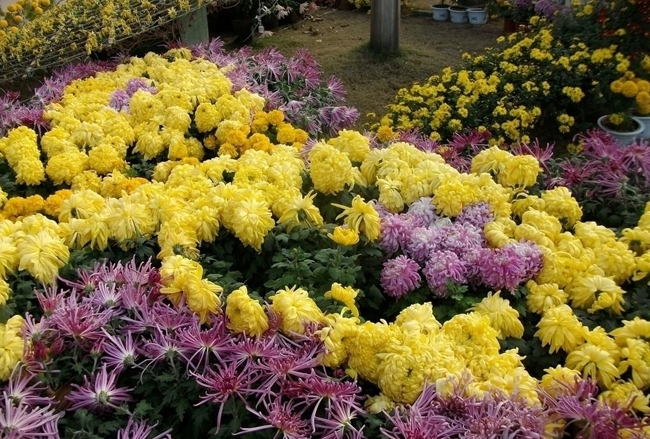 菊展施工菊花造型施工
