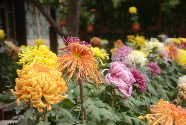 菊展參展菊花