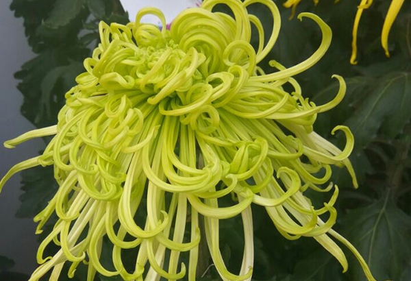 菊花盆花清波綠水