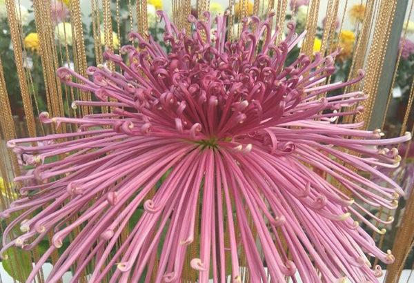 開(kāi)封菊花清見(jiàn)的美聲