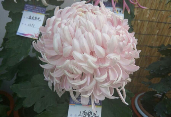 菊花種植人面桃花