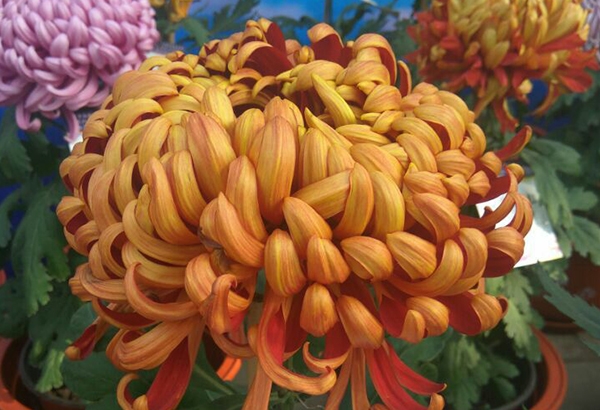 開(kāi)封菊花萬(wàn)山紅扁