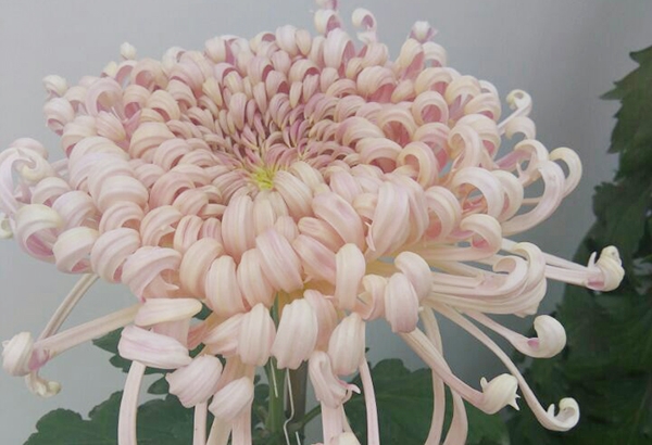 品種菊花逸態(tài)英姿