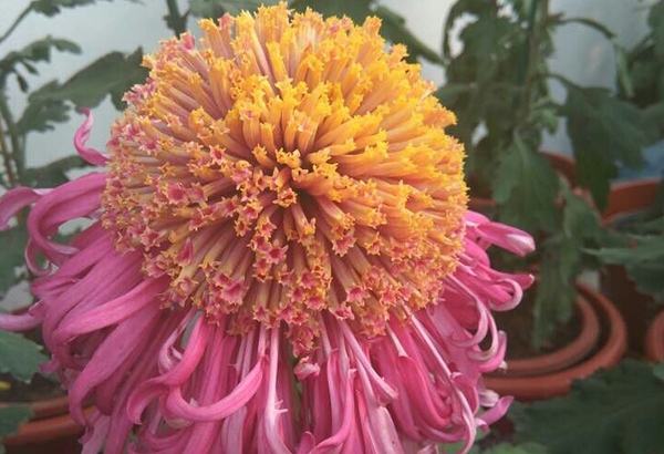 菊花種植漁陽(yáng)彩掛