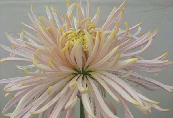 開(kāi)封菊花豫懋春