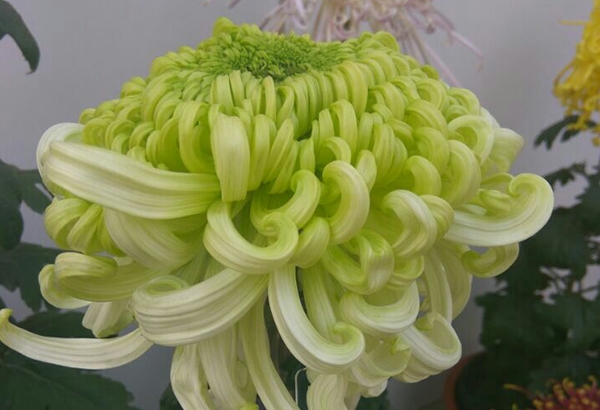 開(kāi)封菊花云欒連翠