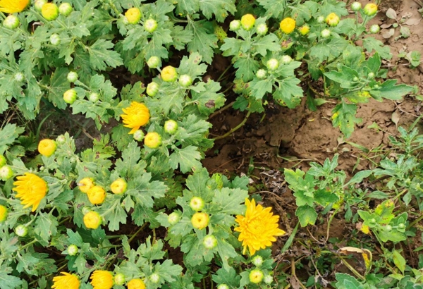 開(kāi)封菊花種植基地